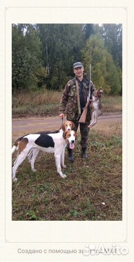Охота с гончей