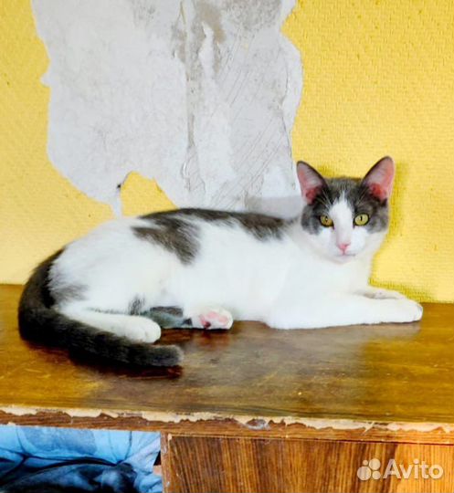 Котик из приюта ищет дом