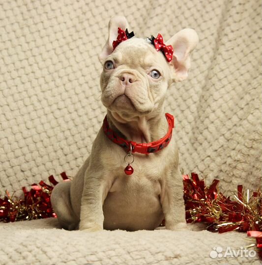 Французский бульдог, Изабелла, роджо, эксклюзив