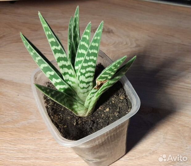 Алоэ пёстрое