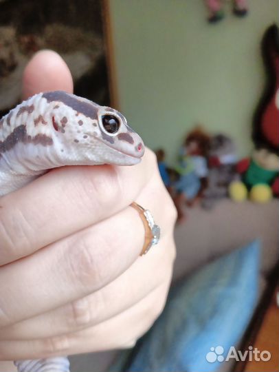 Эублефар, гемитеконикс