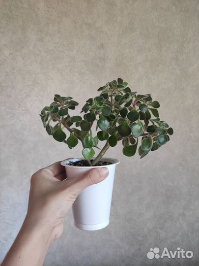 Дерево любви аихризон