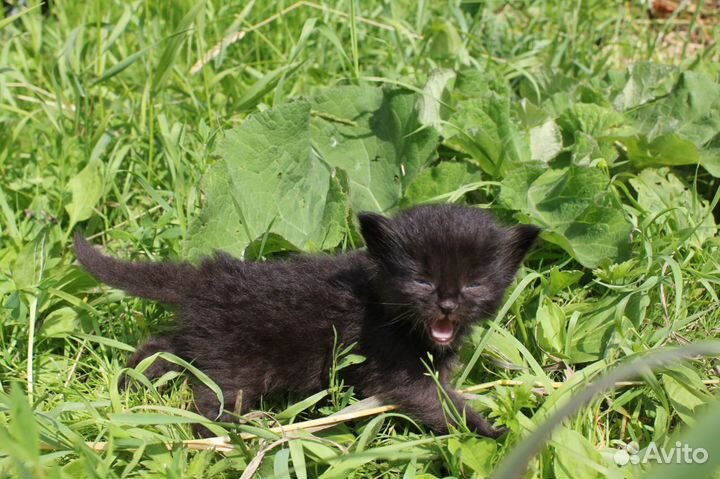 Кот 4 (07.06 2023 г.). Чёрный как уголь, крупный