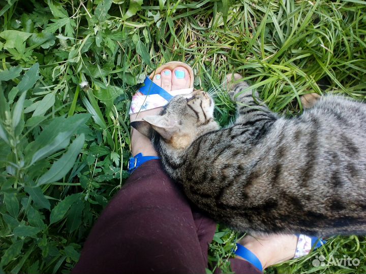 Кошечка-улыбака в поисках дома