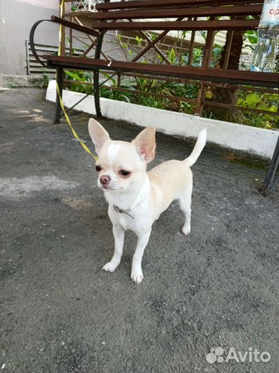 Продается щенок мальчик 6 месяцев порода Чихуахуа