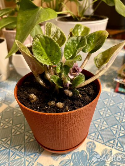 Фиалка фиолетовая