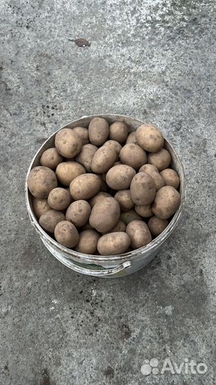 Местный семенной картофель