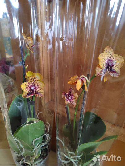 Орхидея