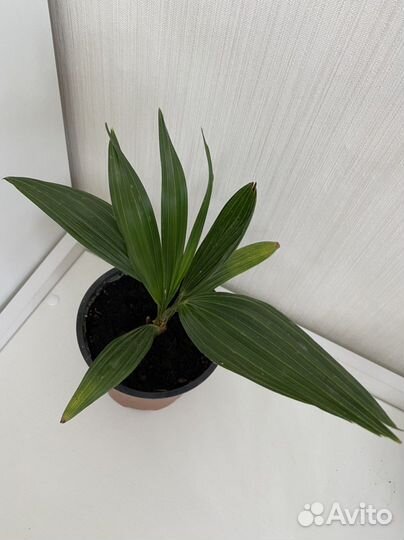 Трахикарпус Форчуна пальма