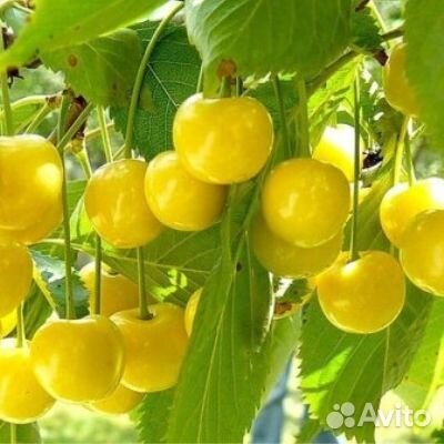 Саженцы Черешня Малыш