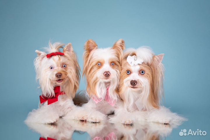 Эксклюзивные Йорки, словно Брильянты