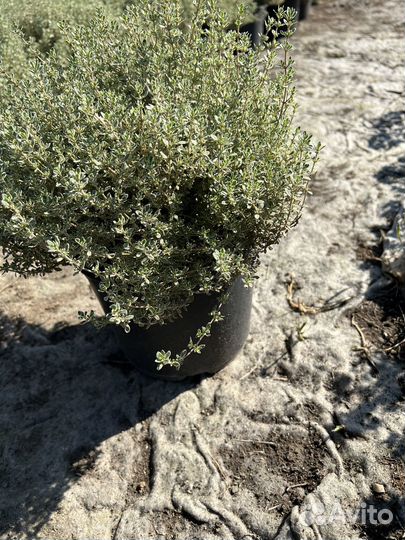 Декоративные растения для сада