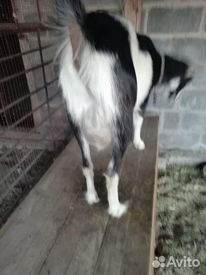 Коза дойная ламанча