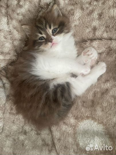 Котёнок шотландка