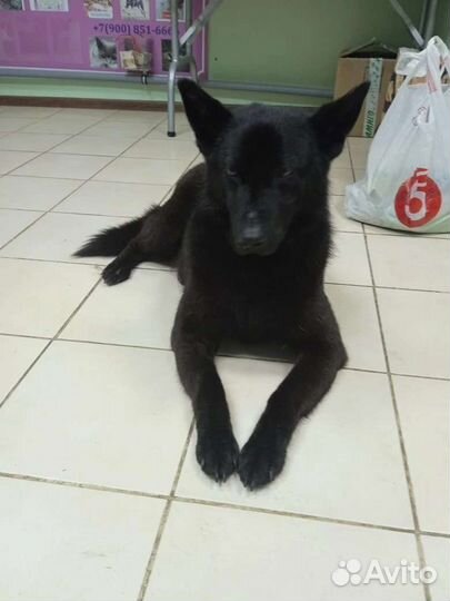 Собака в дар