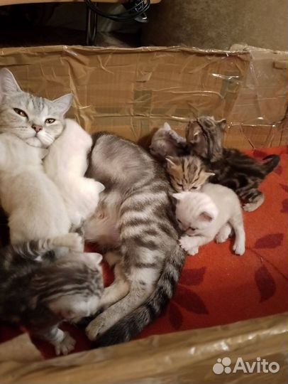 Шотландские котята