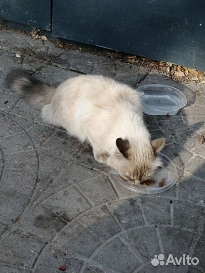 Кошечка в добрые руки