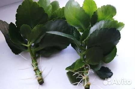 Каланхоэ цветущий