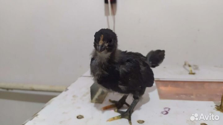 Цыплята суточные и подрощенные