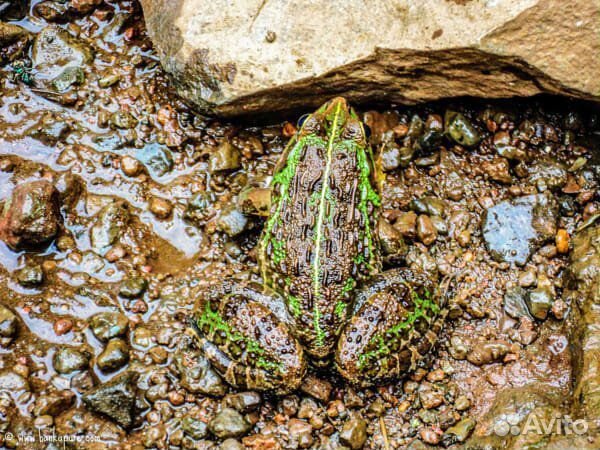 Nikon 1j1 (cистемный, съёмный объективы )