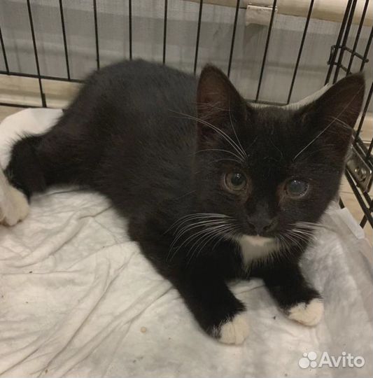 Котенок ищет добрые ручки