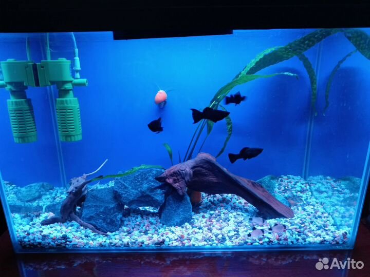 Аквариум