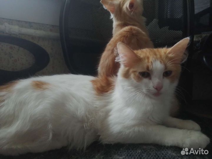 Кошка бесплатно