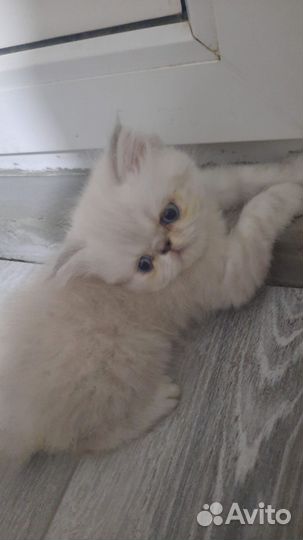 Персидские котята экзоты