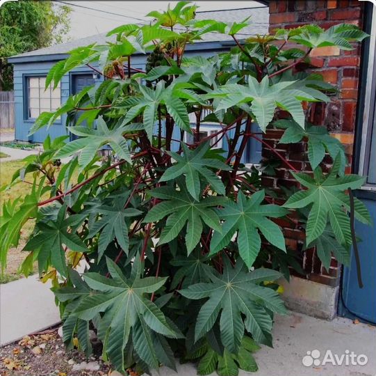 Семена клещевины