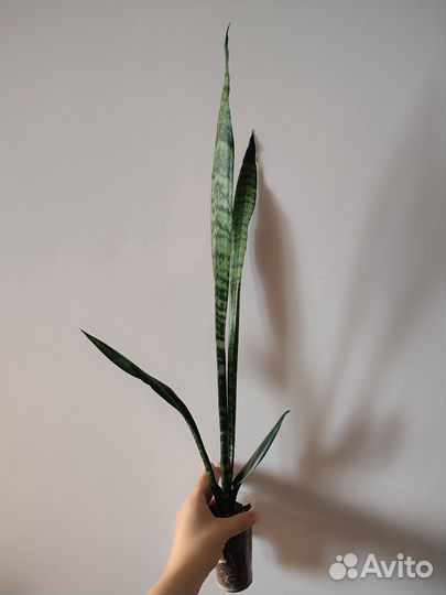 Сансевиерия