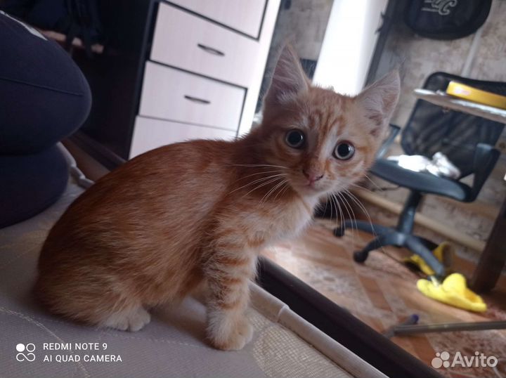 Котята 2 -3 месяца