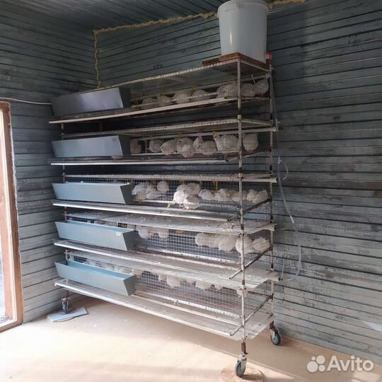 Клетки для перепелов