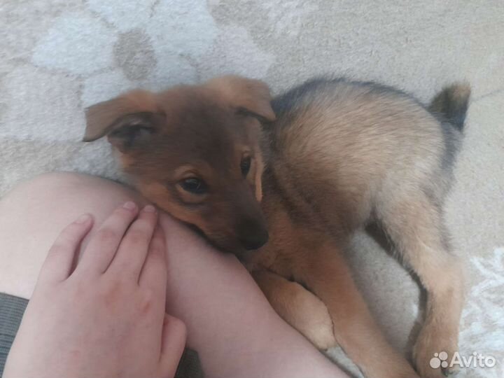 Щенок в хорошие руки