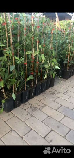 Саженцы Актинидии аргута зкс