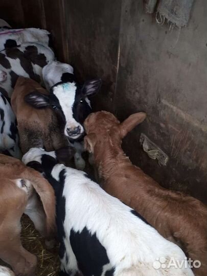 Бычки и быки