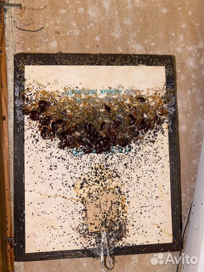 Травить клещей,ос,кротов,клопов,тараканов,борщевик