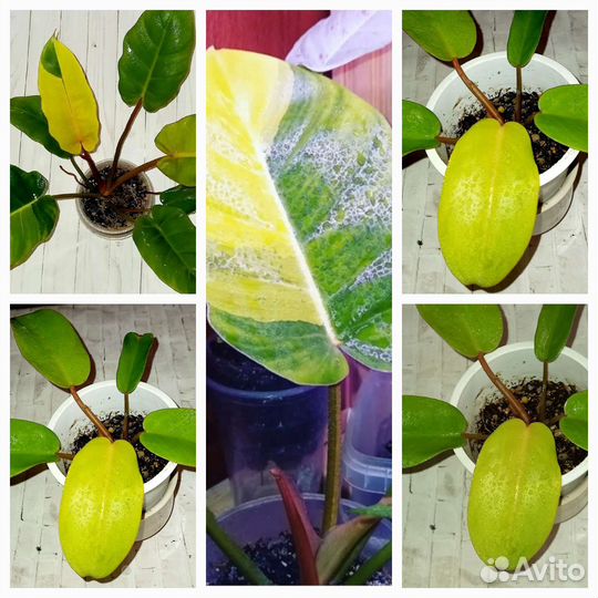 Сортовые филодендроны и сингониумы