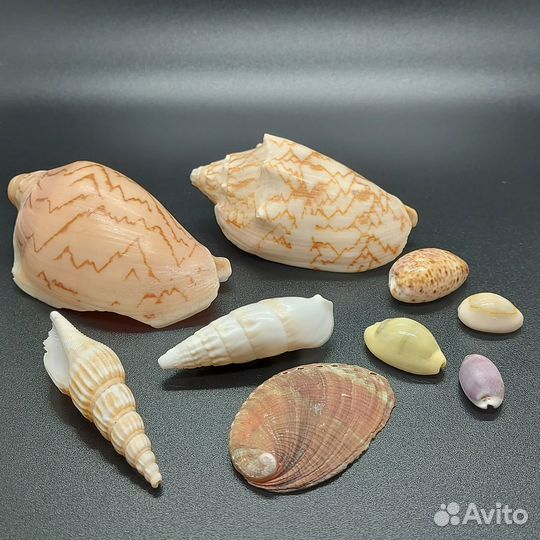 Морские раковины