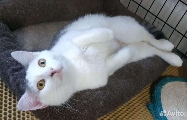 Кошка с улицы