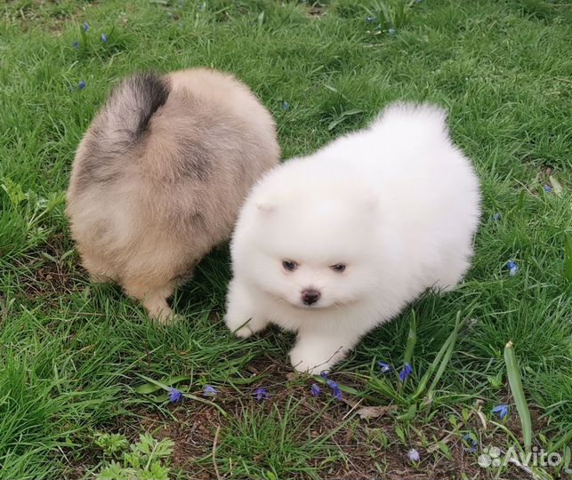 Померанский шпиц