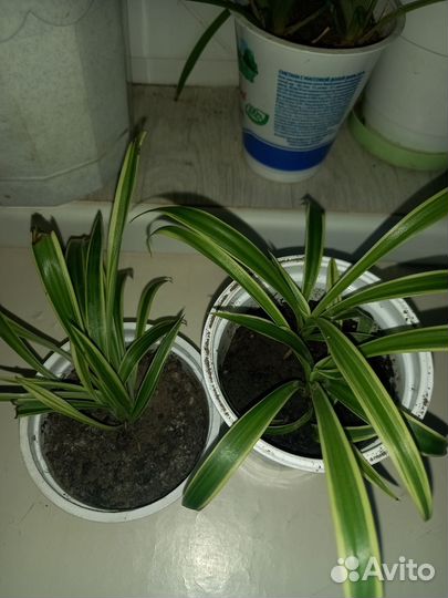 Хлорофитум