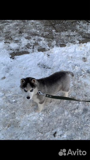 Щенки хаски