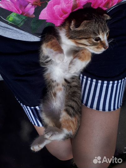 Отдам трехцветную кошечку (4,0 месяца)