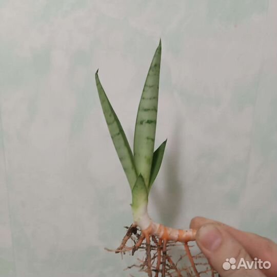 Кактусы и суккуленты