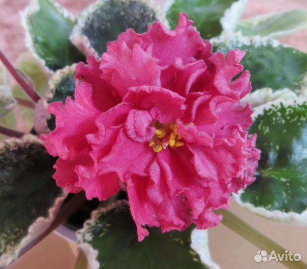 Сортовые фиалки, более 100 сортов