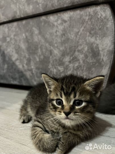 Котята