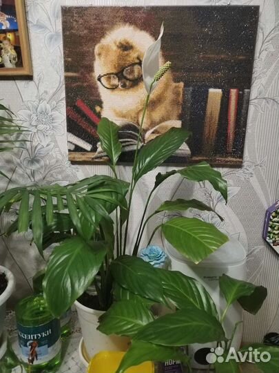 Денежное дерево(толстянка)