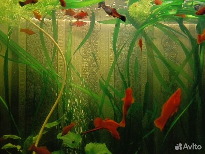 Меченосцы самцы