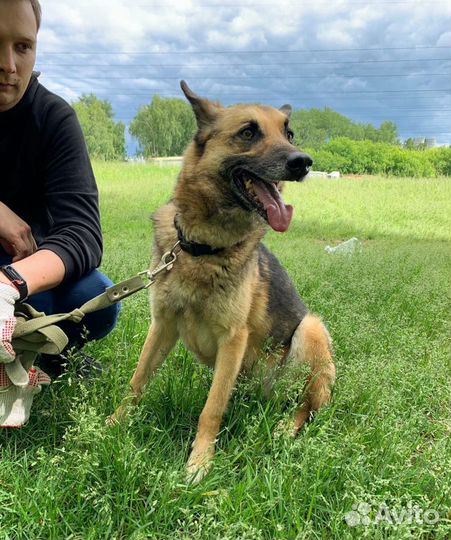 Бакс ждет своих хозяев за решеткой 8 лет