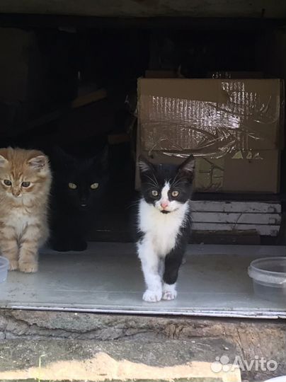 Черно-белый котенок в добрые руки